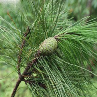 Pinus massoniana bark extract Pinus massoniana bark extract