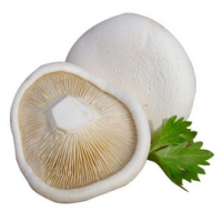 Pleurotus Nebrodensis Extract