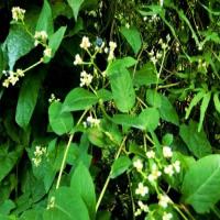 Polygonum Chinense Extract Polygonum Chinense Extract