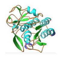 Proteinase K