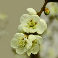 Prunus Mume Extract Prunus Mume Extract