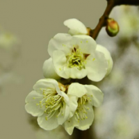 Prunus Mume Extract