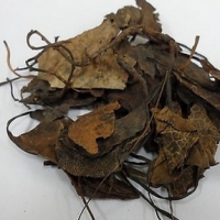 Pyrola Herb Extract Pyrola Herb Extract
