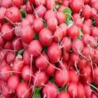 Radish red