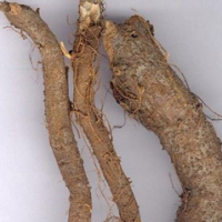 Ramie Root Extract