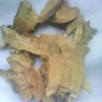 Reynoutria japonica Houtt Reynoutria japonica Houtt