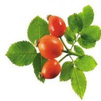 Rose Hip P.E.