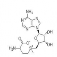 S-Adenosyl-L-methionine S-Adenosyl-L-methionine