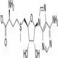 S-Adenosyl-Methionine