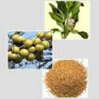 Salacia Oblonga Extract Salacia Oblonga Extract