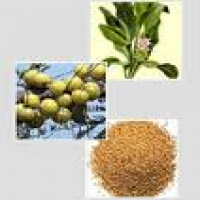 Salacia Oblonga Extract