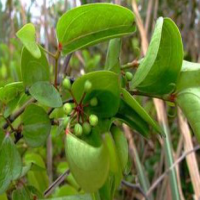 Sarsaparilla Extract