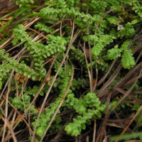 Selaginella Extract