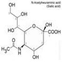 Sialic Acid