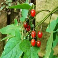 Solanum Lyratum Extract