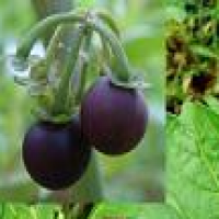Solasonine Solasonine
