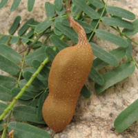 Tamarind Extract