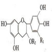 Tea polyphenol