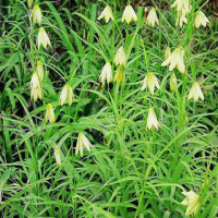 Thunberg Fritillary Bulb Extract Thunberg Fritillary Bulb Extract
