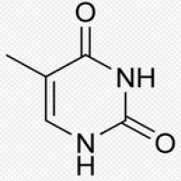Thymine Thymine