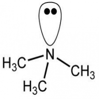 Trimethylamine Trimethylamine