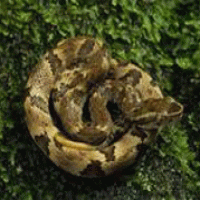 Vipera russelli siamensis