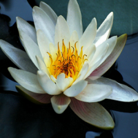 White Waterlily Extract