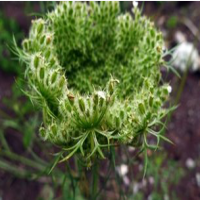 Wild Radish Extract