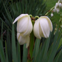 Yucca P.E. Yucca P.E.
