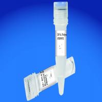 T7 DNA Polymerase T7 DNA Polymerase
