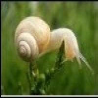 The snail extract