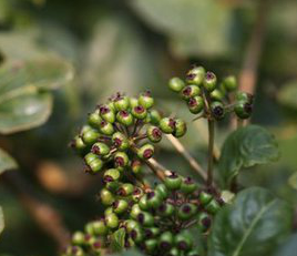 Acanthopanax trifoliatus Extract Acanthopanax trifoliatus Extract