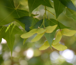 Acer Truncatum Seed Extract Acer Truncatum Seed Extract