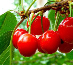 Acerola Cherry Extract Acerola Cherry Extract