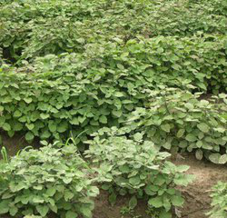 Adenosma Caeruleum Extract Adenosma Caeruleum Extract