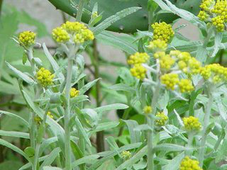 Affine Cudweed Extract Affine Cudweed Extract