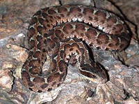Agkistrodon halys ussuriensis Agkistrodon halys ussuriensis