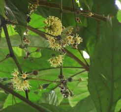 Akebia Caulis P.E. Akebia Caulis P.E.