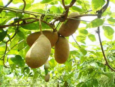 Akebia Fruit Extract Akebia Fruit Extract