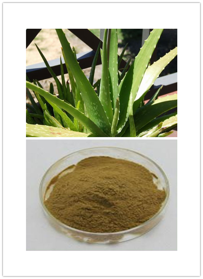Aloe vera Extract Aloe vera Extract