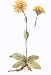 Arnica montana, radix Arnica montana, radix