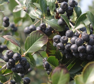 Aronia Melanocarpa Extract Aronia Melanocarpa Extract