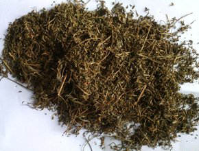 Artemisinin leaves Extract Artemisinin leaves Extract