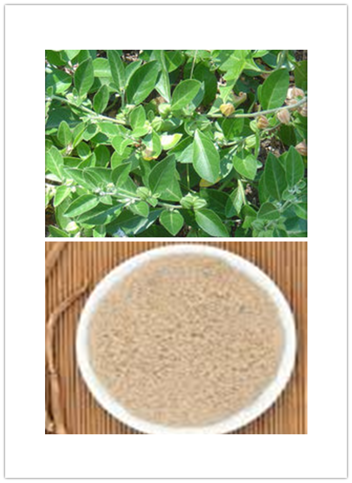 Ashwagandha extract Ashwagandha extract
