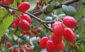 Asiatic Cornelian Cherry Fruit Extract Asiatic Cornelian Cherry Fruit Extract