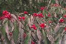 Asiatic dogwood fruit extract Asiatic dogwood fruit extract