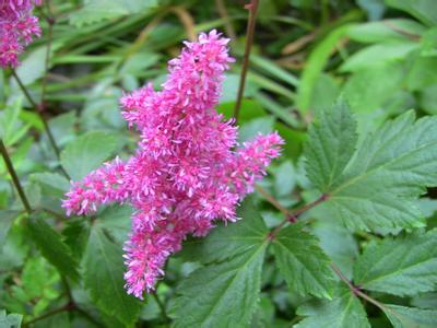 Astilbe Chinensis Extract Astilbe Chinensis Extract