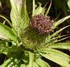 Atractylodes alba Atractylodes alba