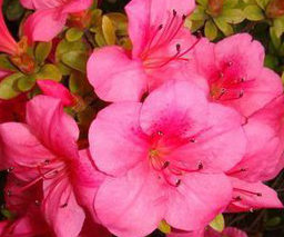 Azalea extract Azalea extract