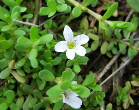 Bacopa Monnieri Extract Bacopa Monnieri Extract